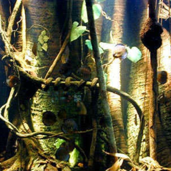 rainforest