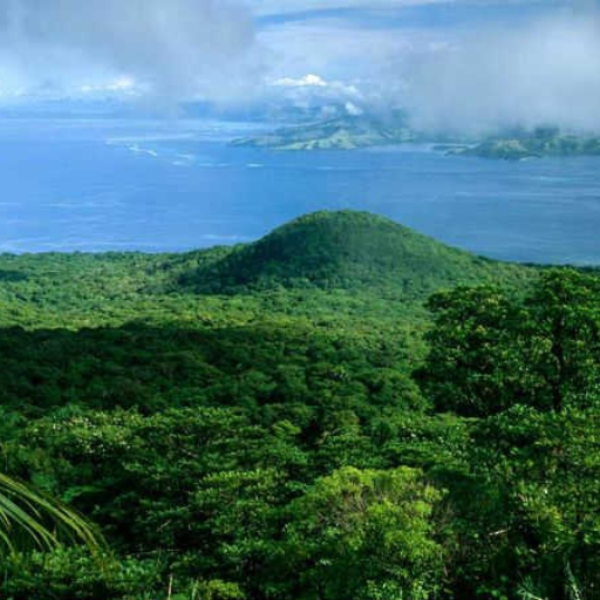 Rainforest