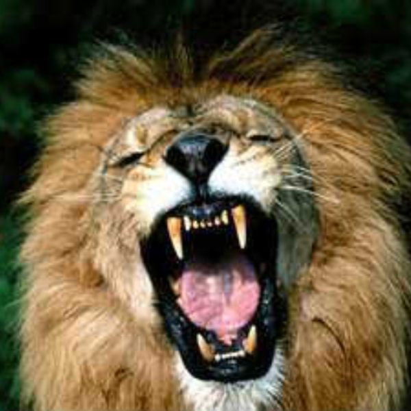 Rawr 'n stuff