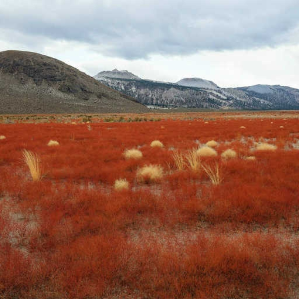 Red Grass