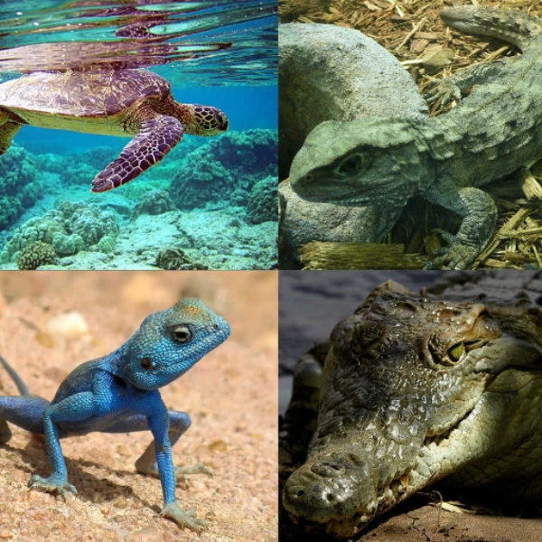 reptile attack