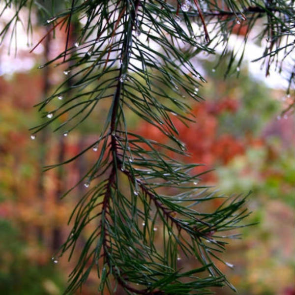 rigning og greni {tale about rain and spruce}