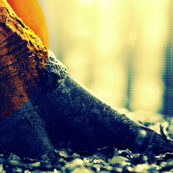 Roots of Fall