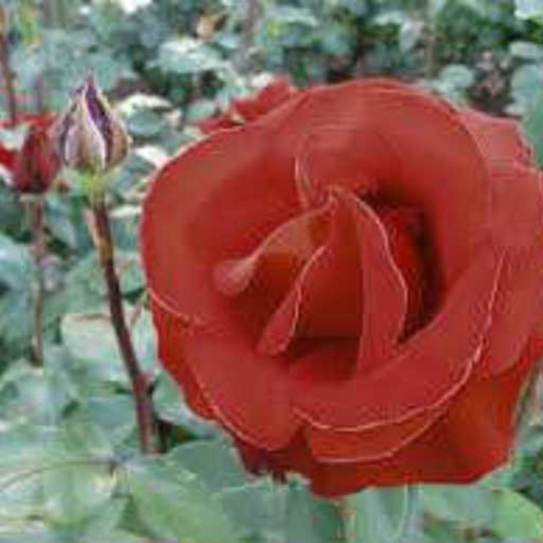 Rosa