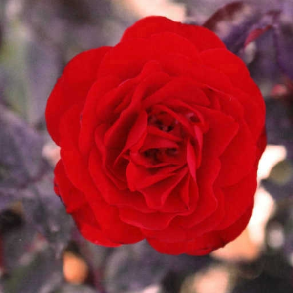 Rose Petal
