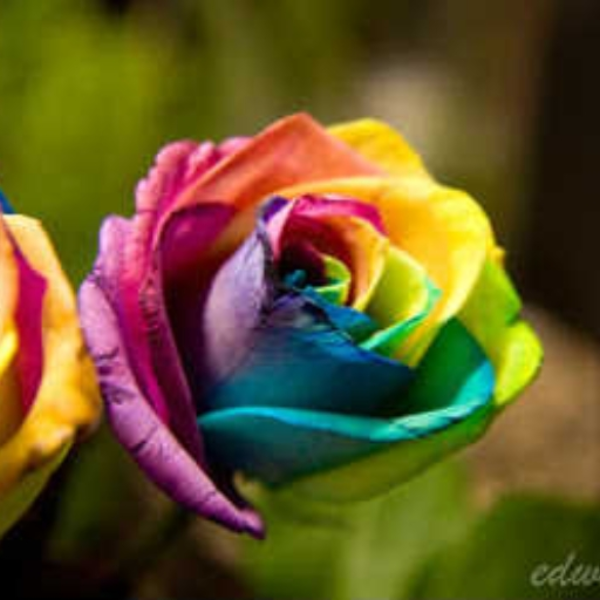 Roses In December