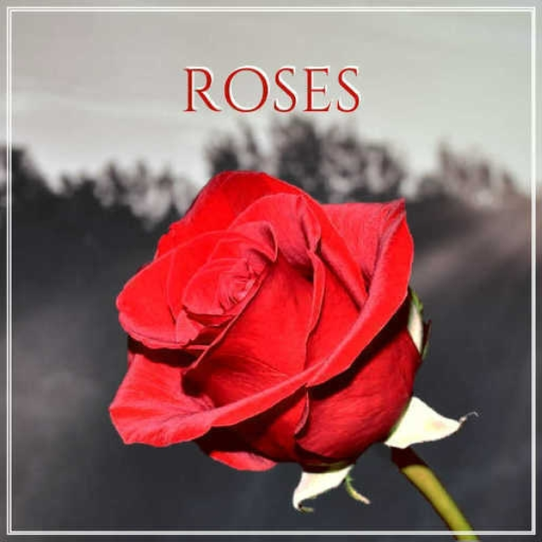 Roses (The Chainsmokers ft. ROZES)