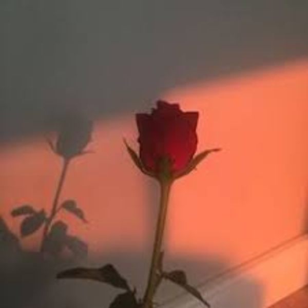 R O S E