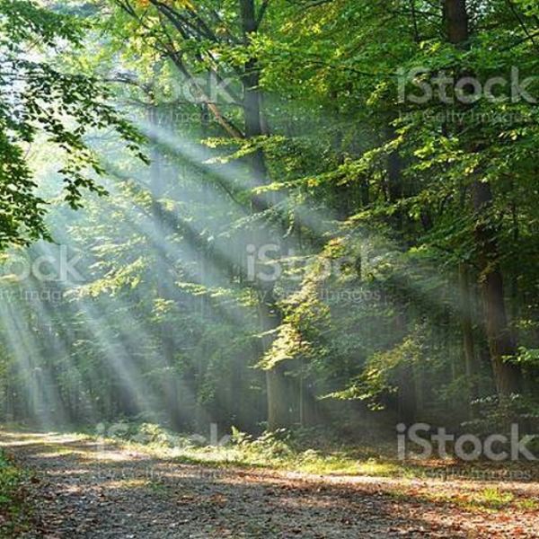 the beauty of nature