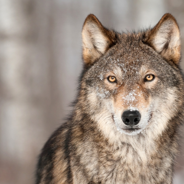 Wolf type beat