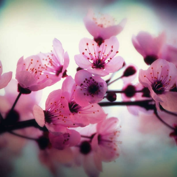 Sakura Bloom