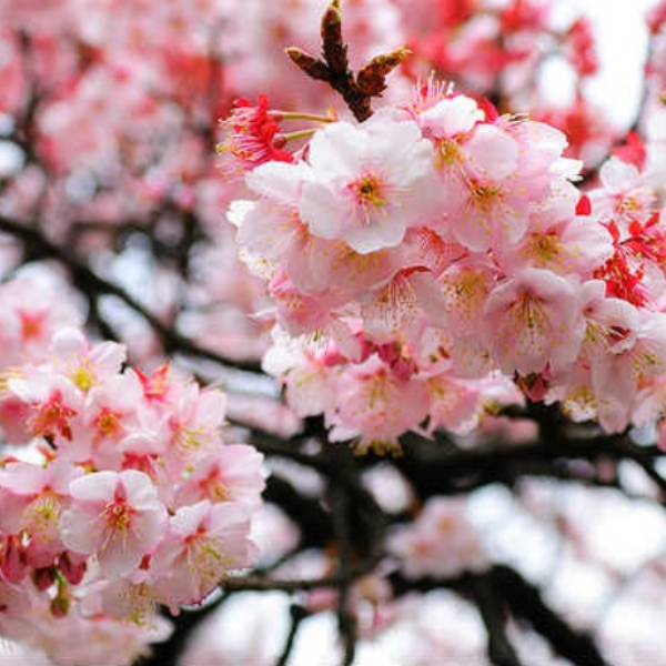 sakurai (prod. J$)