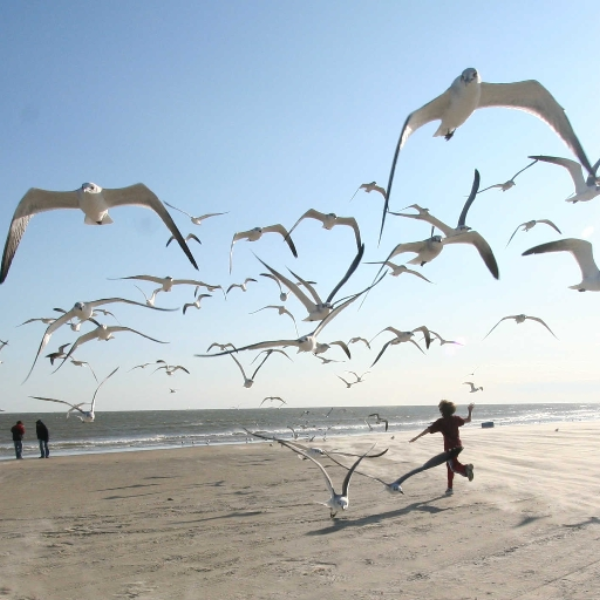 Seagulls