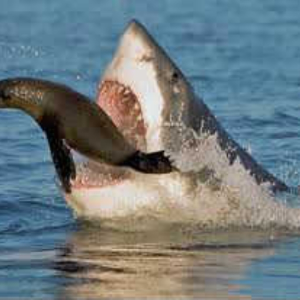 Sharkb8 Pumped Up Kicks