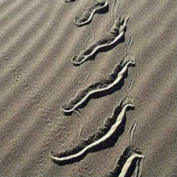 Sidewinder