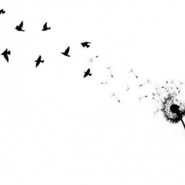 Singing of birds