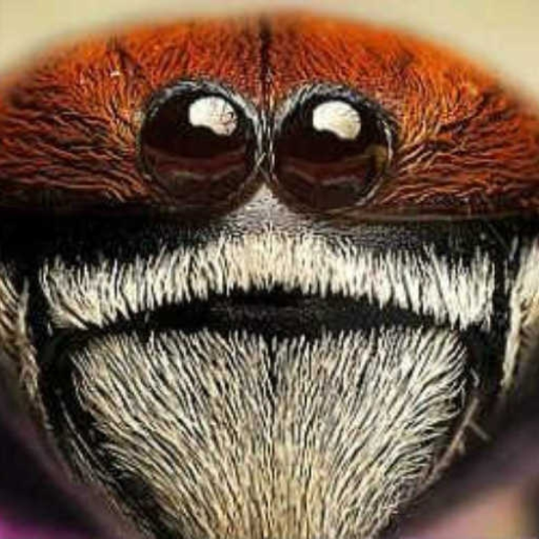 skittery