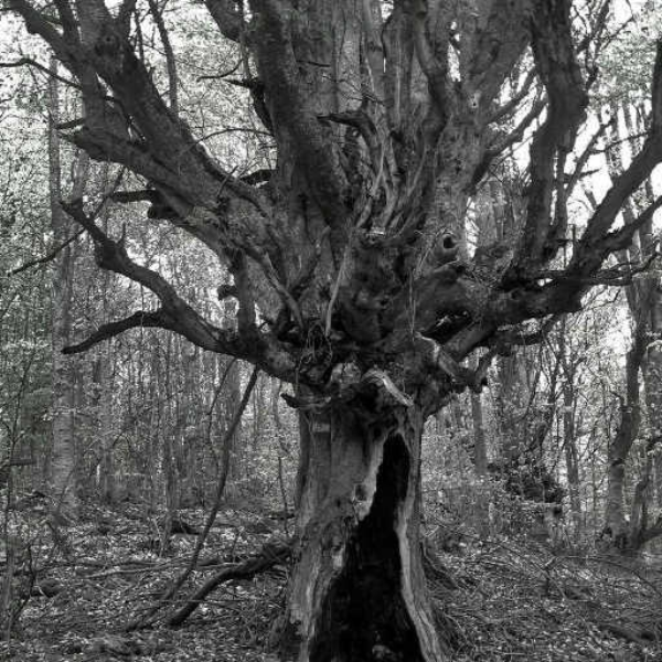 Skull Kid - Withered Away