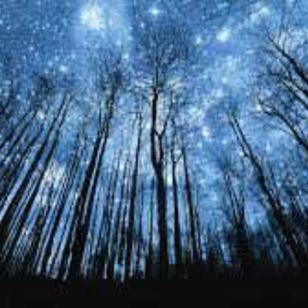 sleep black forest