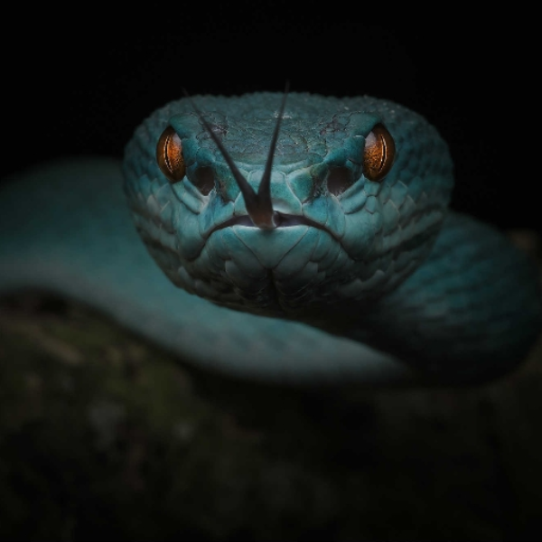 Snake