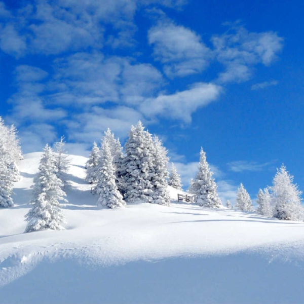 Snowey Love