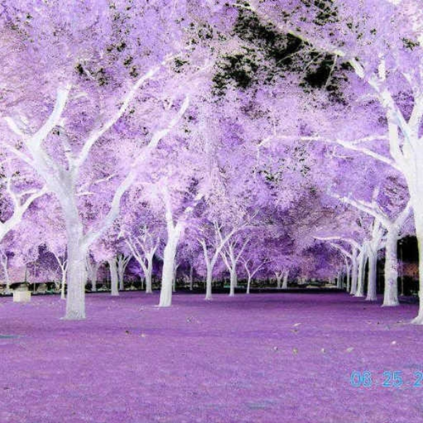 Snozzberry