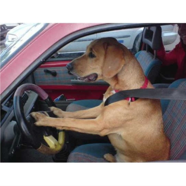 song dog