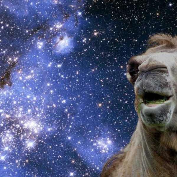 Space Camel