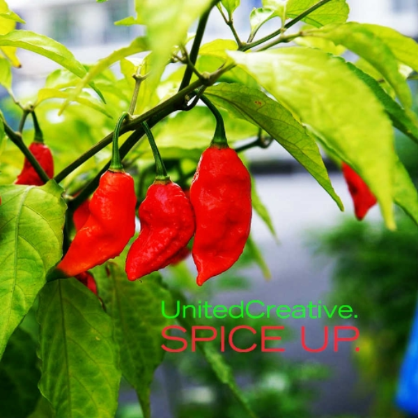 Spice Up