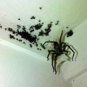 Spiders - wrong acid
