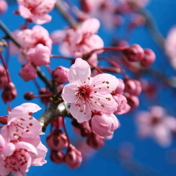 Spring.