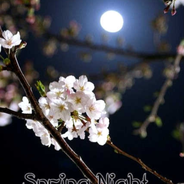 Spring Night