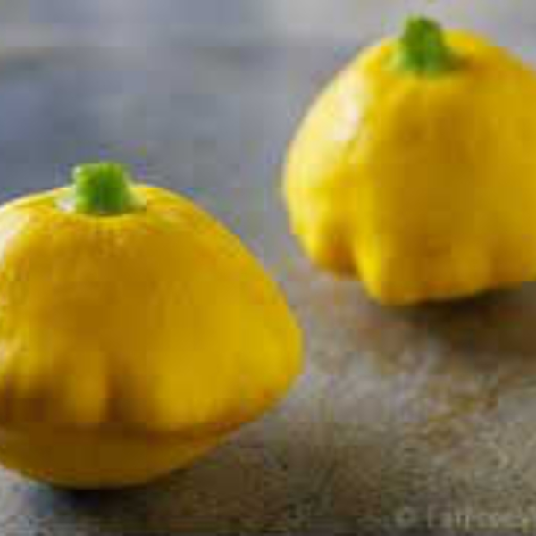 squash in the garden