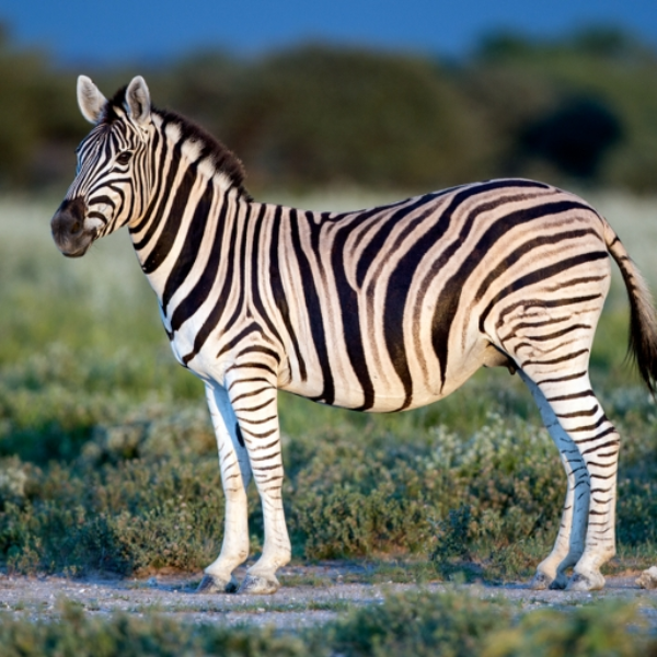 Zebra