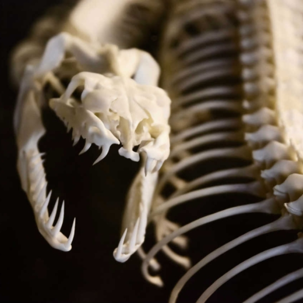 Ssskeleton
