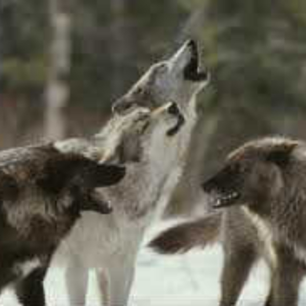 Stay In the Wolf Pack