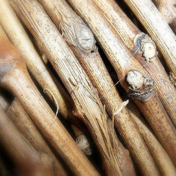 sticks and twigs