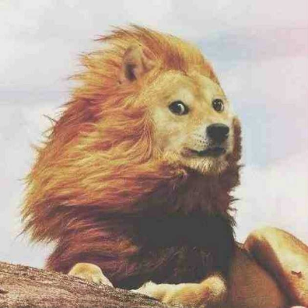 such music very wow. doge