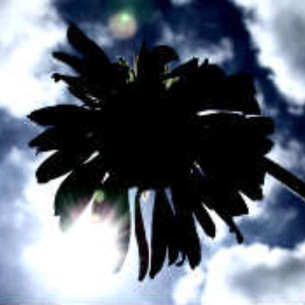 Suicide Kids And The End Of The World