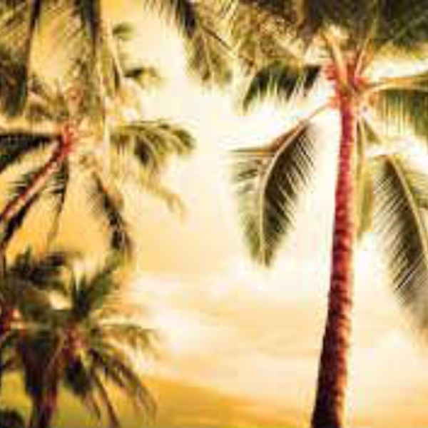 Summer In Love