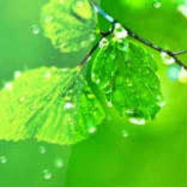 summer rain drops