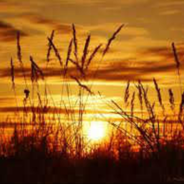 Summer Sun