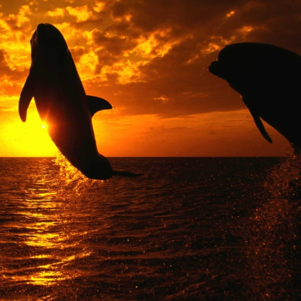 Sunset Time