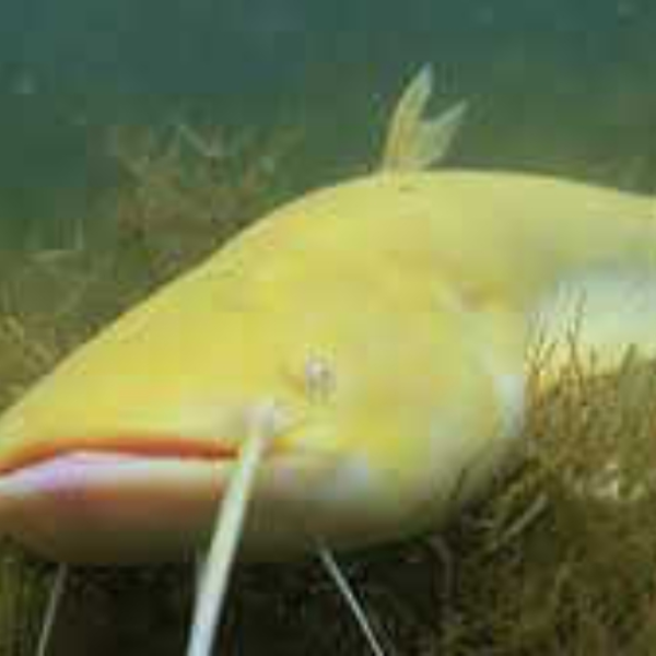 Swift swimmer