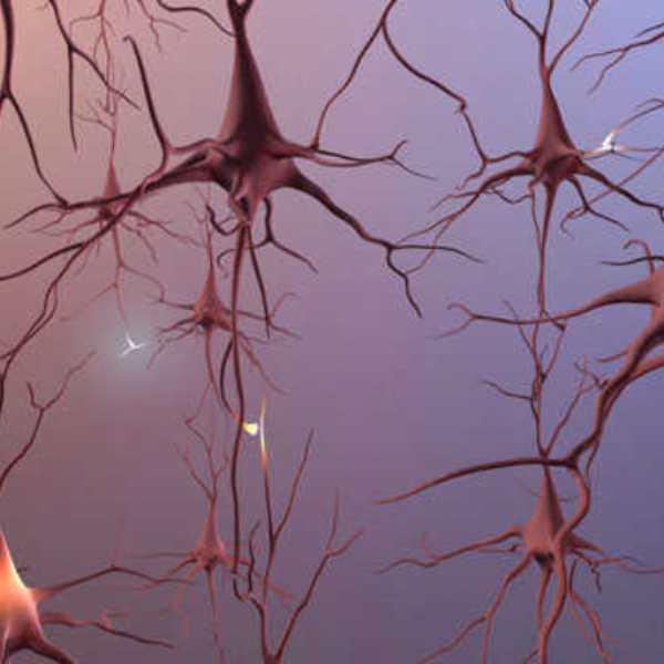 Synapse