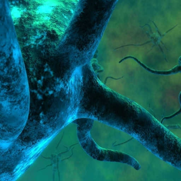 Synapses