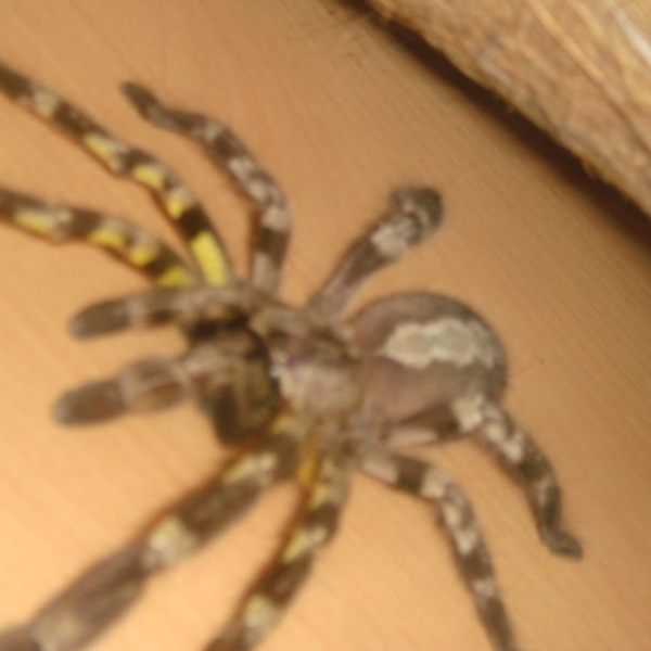 tarrantula on acid