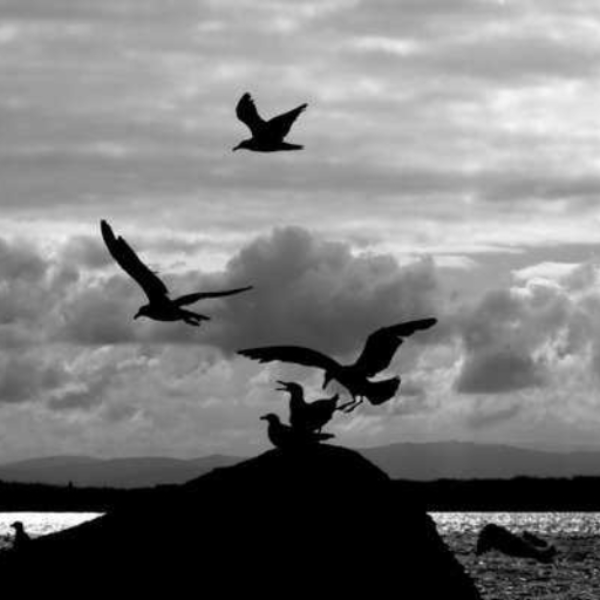 The Albatross