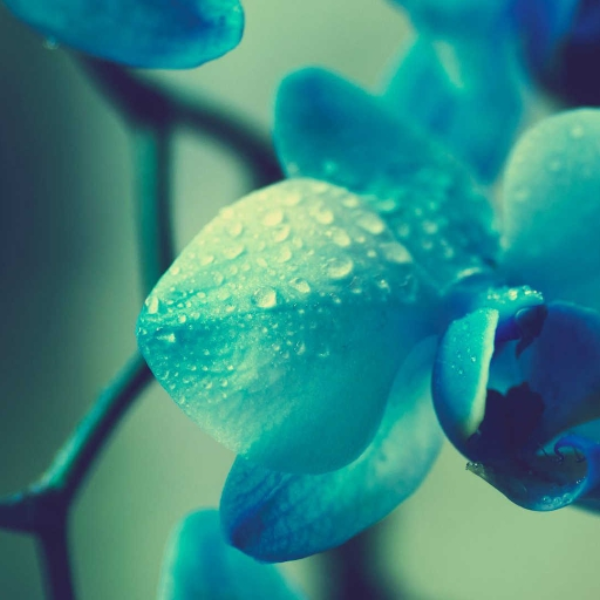 The Blue one.