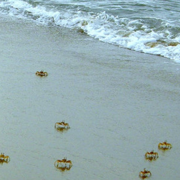 The Crab Odyssey